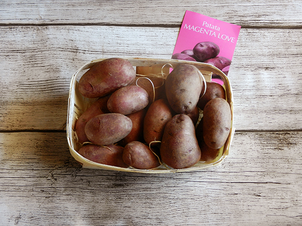 patate magenta love