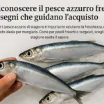 Come riconoscere il pesce azzurro fresco: i segni che guidano l’acquisto