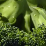 Broccoli freschi: come scegliere quelli con cimette compatte