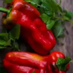 Peperoni rossi e gialli: quali scegliere per un’insalata cruda