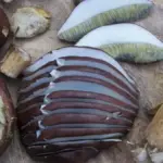 Porcini raccolti nel bosco: perché il colore non basta per riconoscerli