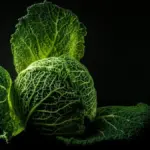 Verza fresca: come scegliere una testa soda e preparare le foglie