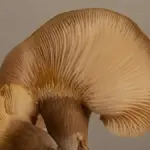 Funghi pleurotus: come pulirli prima di cuocerli