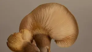 Funghi pleurotus: come pulirli prima di cuocerli