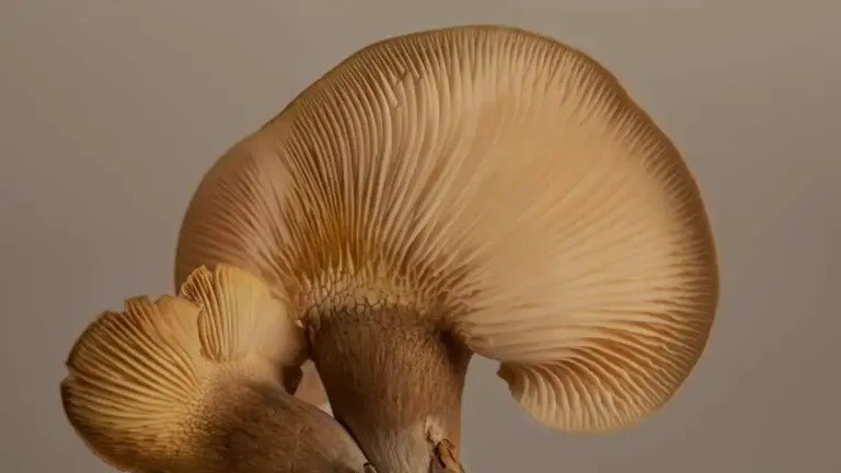 Funghi pleurotus: come pulirli prima di cuocerli