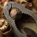 Noci fresche: come riconoscere i gherigli da scartare dopo averle aperte