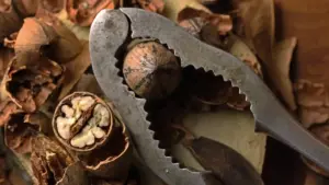 Noci fresche: come riconoscere i gherigli da scartare dopo averle aperte