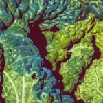 Cavolo nero: come eliminare la costa centrale e usare le foglie
