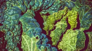 Cavolo nero: come eliminare la costa centrale e usare le foglie
