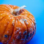 Zucca delica: come pulirla e scegliere la cottura più adatta