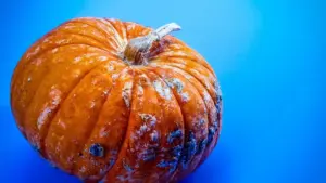 Zucca delica: come pulirla e scegliere la cottura più adatta