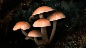 Funghi champignon scuri: come riconoscere quando non sono più freschi